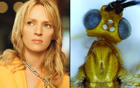 The Uma Thurman wasp, courtesy of crazy taxonomist Donald Quicke (well, he's not that crazy, but there we go). Via geekosystem.